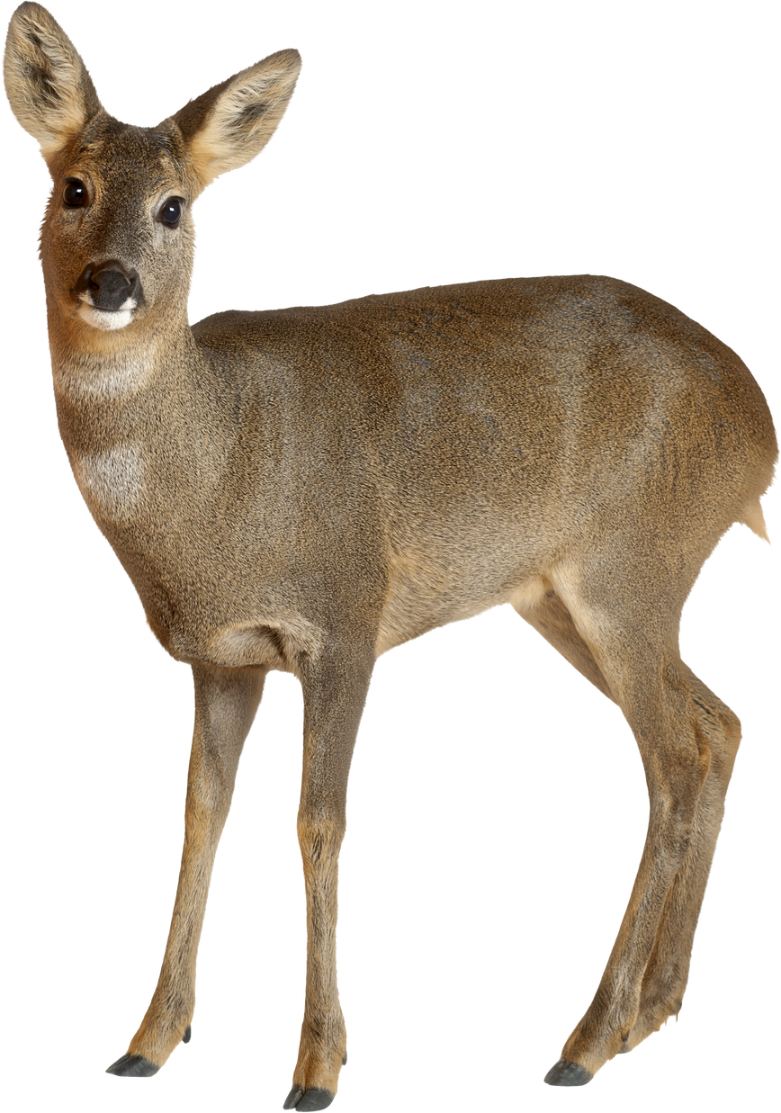European Roe Deer, Capreolus Capreolus, 3 Years Old