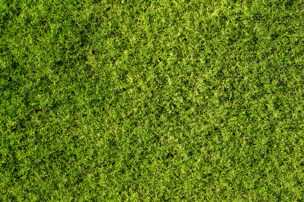 background of fine green moss, top view