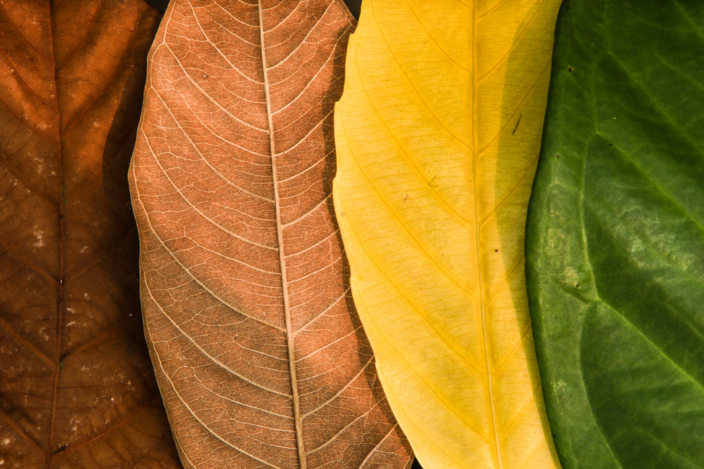 colourful seasonal leaf
