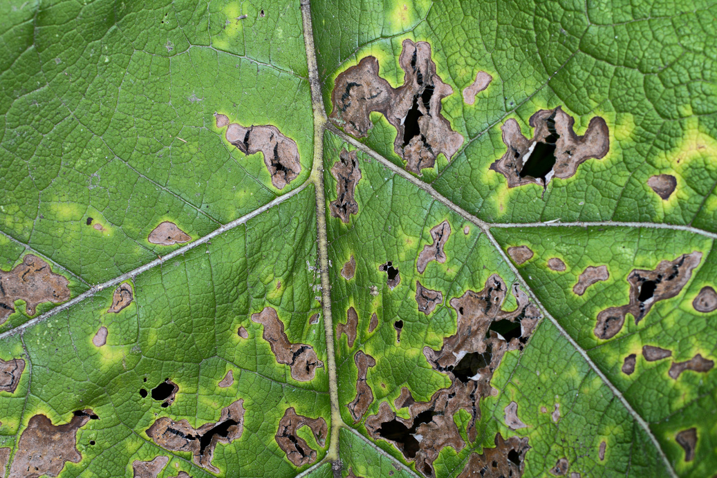 Fungal leaf spot plant disease close up