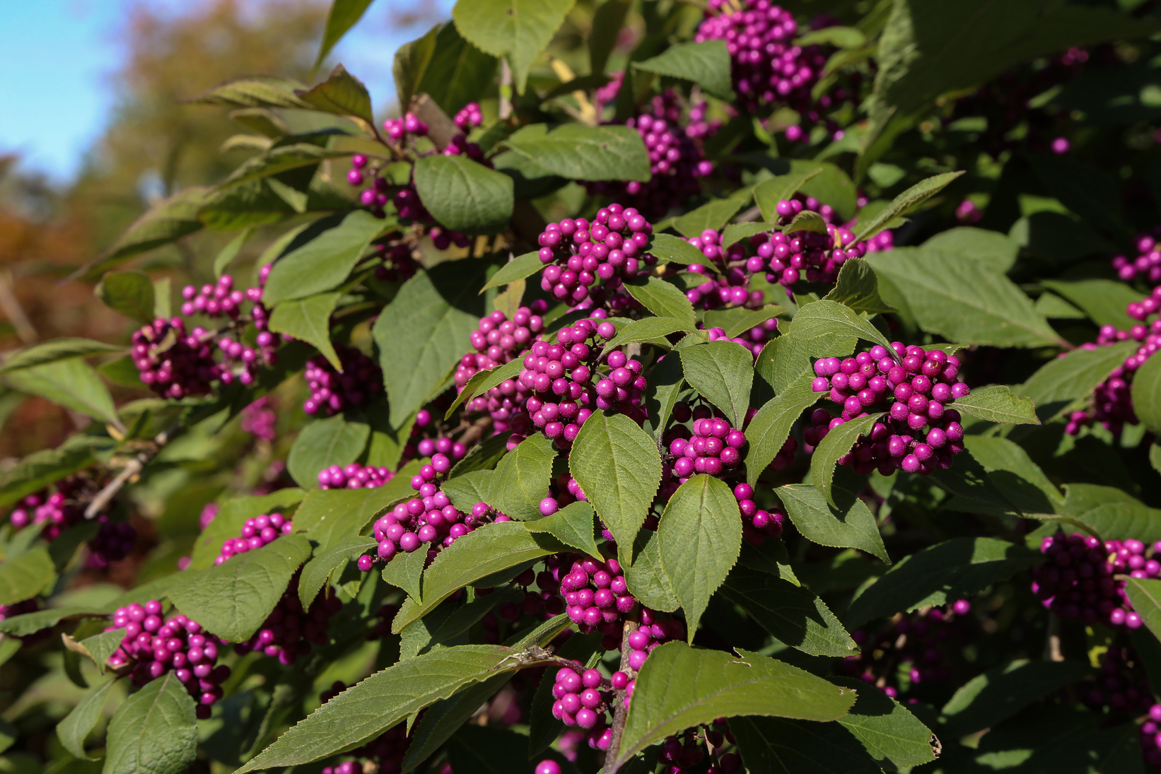 Closeup of Bodinier's beautyberry bush with purple berries